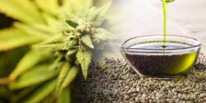 Facts of CBD Oil